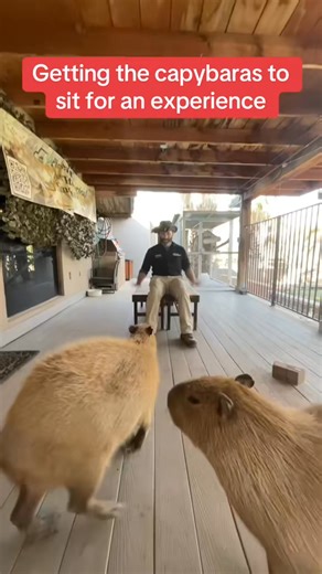 Its like herding cats, but worse 🦫 #funny #capybara #fy | Sandra P. Hodges