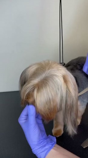 Expert Dog Grooming Tips for Your Yorkie at Home