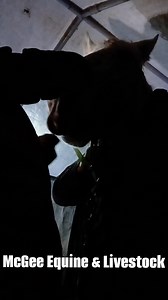 1.4K views · 13 reactions | This Is One Horse That Sure Feels Better After Her Float. Grosses Sound But If You Have To Listen Its Nice When You Hear That File Run Smooth. McGee Equine & Livestock Farrier Service, Rescue, and Rehabilitation & Zuiverink's Equine Dentistry | McGee Equine & Livestock Farrier Service, Rescue, and Rehabilitation | Facebook