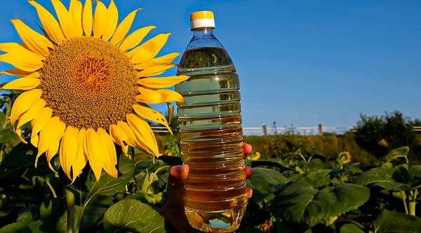 The Journey of Sunflower Oil: From Seed to Golden Liquid