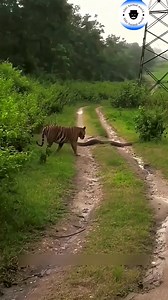 बाघ ने अजगर का शिकार किया। | Tiger Vs. Python | #animals #tiger #python #wildlife | #shortsvideos | Abhi Animal World