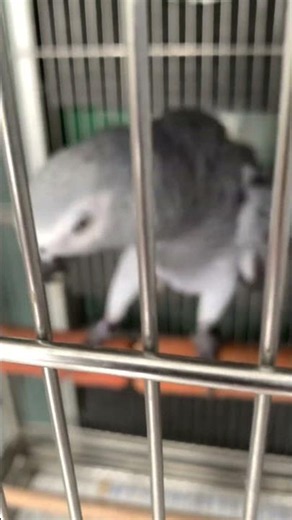 Here comes the borb. Gray african borb (parrot)