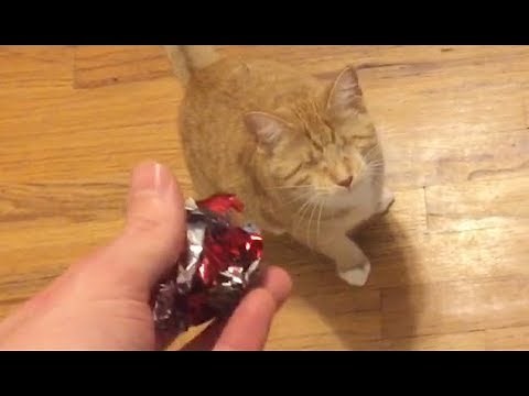 Playing Fetch With A Blind Cat