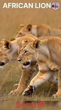 African Lion Explained in 60 Seconds | Wildlife Facts | SentriR