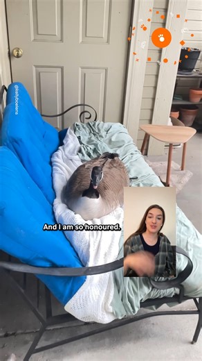 11K views · 410 reactions | Momma Goose Just Wanted A Comfy Place To Lay Her Eggs 凉 #goose #canadiangoose | Pawsome Pets | Facebook