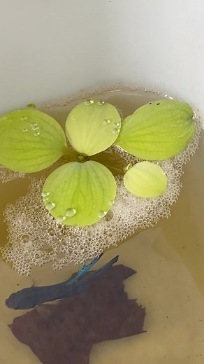 Ya el betta androide desovó la hembra doble cola #bettas #pibull #doblecola #androide | Platino Bettas