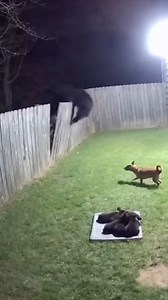 Security footage captures a dramatic encounter as a fierce little dog defends her litter of puppies from a large black bear that climbed into their suburban backyard. Unbelievable bravery in the face of danger. 🐾🐻 The moment this massive bear dropped into the yard, I thought it was over. But watch what this tiny mother dog does to protect her puppies—pure, unbelievable courage. 🤯 Note: This video is AI generated. | We Love Dogs