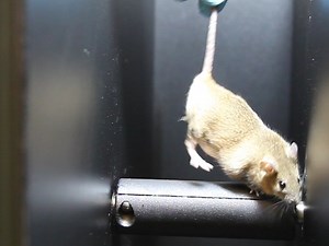 Battery of Behavioral Tests Assessing General Locomotion, Muscular Strength, and Coordination in Mice