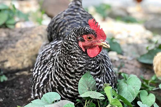 Barred Rock Chickens: Complete Breed Profile - The Happy Chicken Coop