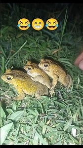 Wow😱 FUNNY TOADS😂😁 #jumping #funny #funnyanimals #animals