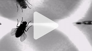 New video reveals how flies land upside-down