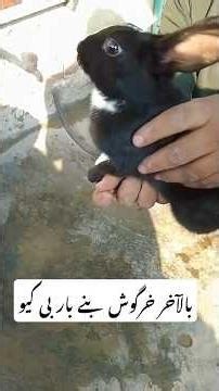 Smoky Charcoal BBQ Rabbit Perfection #youtubeshorts #shorts #bbq #rabbit #viral