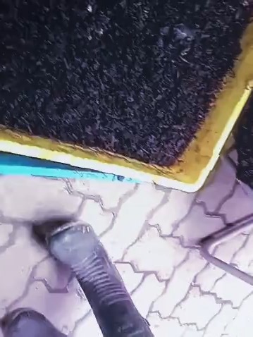 🪲✨ Harvest Time! BSF Style Watch how these tiny eco-warriors turn waste into pure protein gold! 💛♻️ From wriggly larvae to high-value feed — here’s the satisfying process of harvesting BSF like a pro. Efficient, clean, sustainable… and kinda fun to watch! 😄🌱 👇 Dive into the harvest! #BSFHarvest #BlackSoldierFly #InsectFarming #SustainableAg #OrganicProtein #Agritech #KenyaFarming@egertonuni