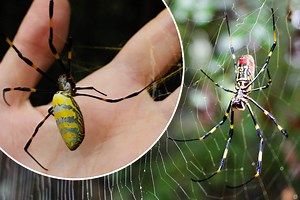 Millions of giant venomous FLYING spiders 'that can soar 100 miles' invade US