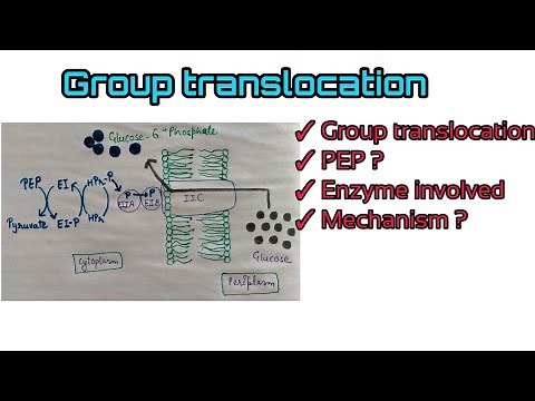 Group translocation | Active transport mechanism by Himanshi ma'am.