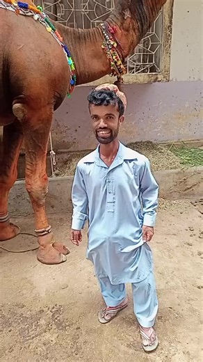 Exploring Camels: Culture and Communication