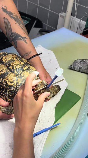 Intubation d’une tortue : Guide étape par étape