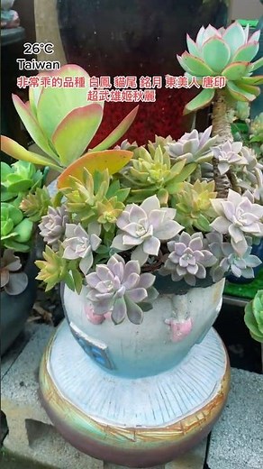 養不死的多肉品種 非常乖的品種 是最經典的品相#succulentgarden #succulent #多肉植物 #多肉