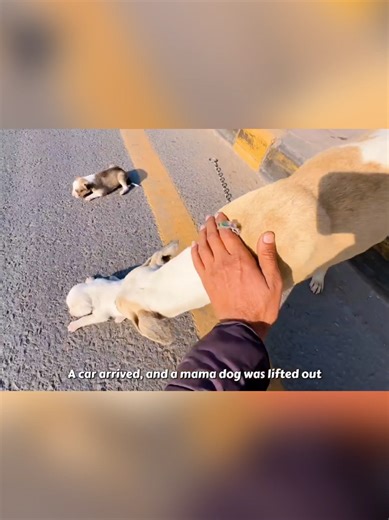 The Stray Dog That Changed My Life