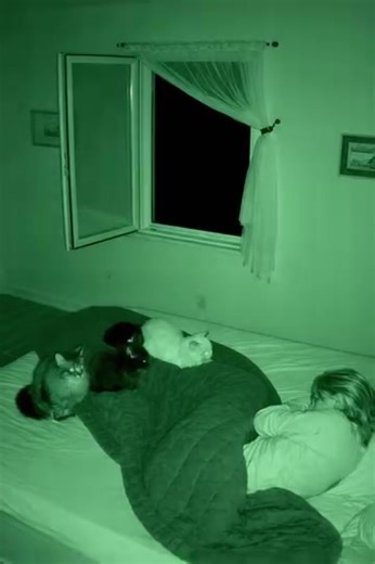 Κάθε βράδυ οι τρεις γάτες μου πηδούσαν στο κρεβάτι και με κοιτούσαν σιωπηλά, και μόνο με τον καιρό κατάλαβα ότι δεν το έκαναν καθόλου από μια παράξενη συνήθεια 😱😲 Έχω τρεις γάτες. Πάντα πίστευα ότι με αγαπούν. Μέχρι πρόσφατα. Κάθε βράδυ συνέβαινε το ίδιο. Μόλις αποκοιμιόμουν, οι γάτες έμπαιναν στο υπνοδωμάτιο, πηδούσαν στο κρεβάτι και κάθονταν δίπλα μου. Δεν ξάπλωναν ούτε γουργούριζαν, απλώς με κοιτούσαν. Προσεκτικά και για πολλή ώρα. Στην αρχή προσπαθούσα να μη δίνω σημασία. Οι γάτες είναι πε