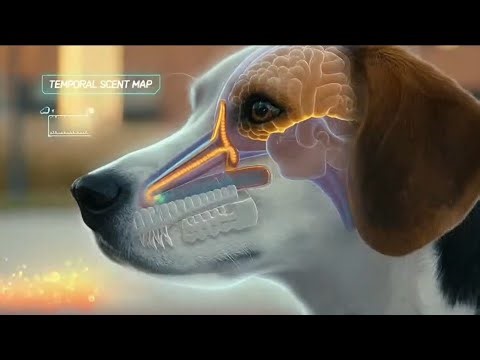 Dogs: Loyal Protectors With Extraordinary Senses