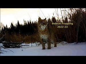 Bobcat Trapping 2022-23