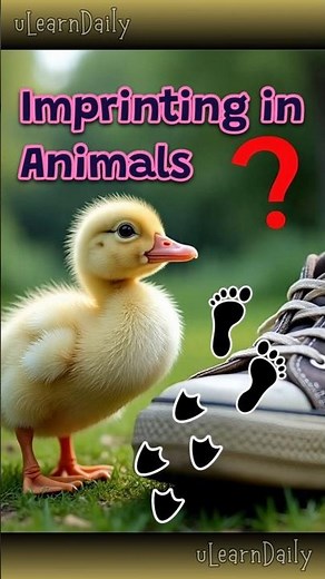Imprinting in Animals #ulearndaily #animalfacts #animals #wildlife