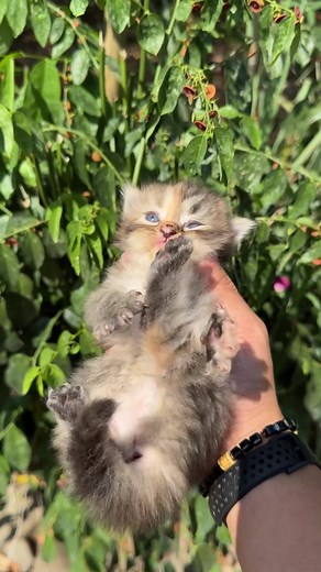 Tutorial Merawat Anak Kucing yang Ditemukan
