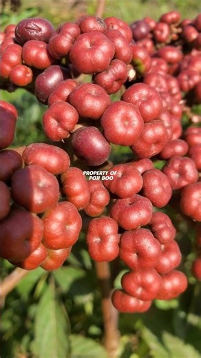 LEEA RUBRA or GIRANG-GIRANG PLANT #girang #leeaindica #redgirang #leearubra