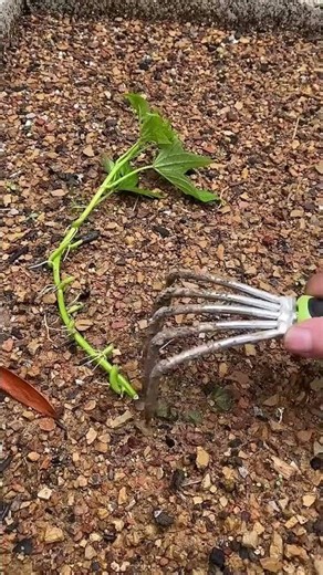 Sweet Potato Farming: How to Propagate and Plant Vine Cuttings! #shorts #plantseeds