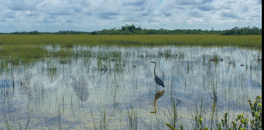 Protecting wetlands helps communities reduce damage from hurricanes and storms