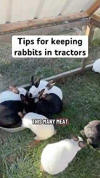 If you’re raising your meat rabbits in tractors, here are a couple of tips that make a big