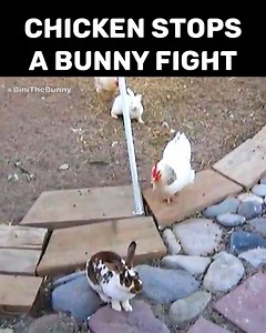 961K views · 7K shares | These chickens don't want to see bunnies fight in their farm! ❤️ | Bini the Bunny | Facebook