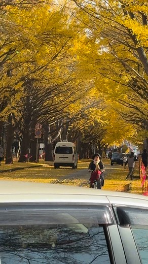2025/10/30 ～11/8北海道大學銀杏大道花絮～11月8日晚上的一場大雪，風花雪月中，金黃銀杏世界～華麗轉身～進了銀白世界，正式進入了冬季，很幸運的身歷其境 | Keyboard桑日本旅遊達人吳建盤