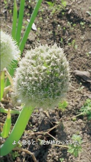 The onion flowers quietly fade away. The onion seedlings begin to sprout, and I start preparing t...