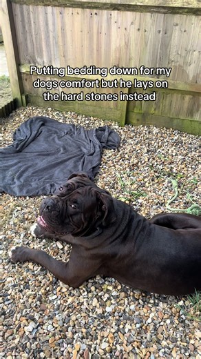 The way he’s glaring at me at the end 😅 #canecorso #dogtok #funnydogs #doglover #fyp