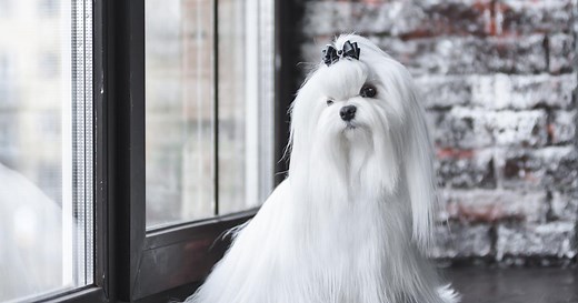 Le bichon maltais : origine, taille et caractère