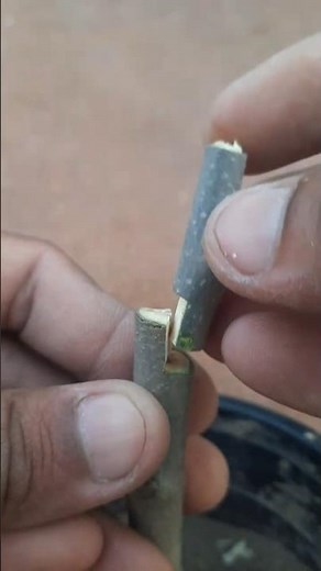 EASY Grafting Method That Actually Works At Home