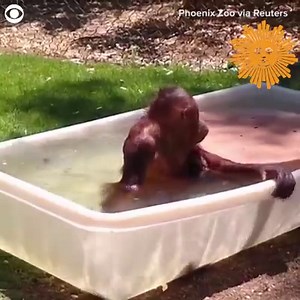 Jiwa the Bornean orangutan cooled off in a bath at the Phoenix Zoo on June 28. The zoo said the five-year-old orangutan had a “splashing good time.” https://cbsn.ws/31F2dsa | CBS Sunday Morning