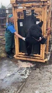 OMG! AMAZING! Cow Abscess Drainage🐮