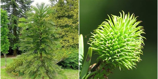 Couple plants real-life 'money tree' and its first seeds are worth over $6,700