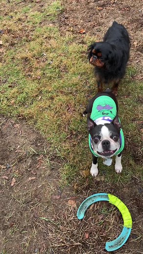 54K views · 10K reactions | GOOD BOY HULK SMASH time!!! I’ve got my old school Hulk hoodie, tag, and purple collar, all Hulked out! | Lenny The Boston | Facebook