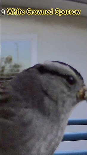 White crowned sparrow