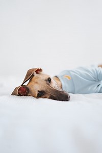 Whippet Breed Guide - All About Whippet Temperament, History, and How to Choose a Responsible Whippet Puppy Breeder - Find a Ethical Whippet Dog Breeder Today - Responsible Pet Breeders Australia