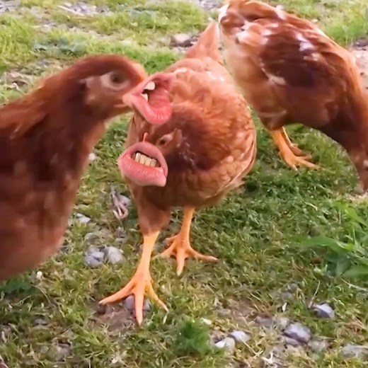 If chickens could talk... 🐔🐓👄 | America's Funniest Home Videos