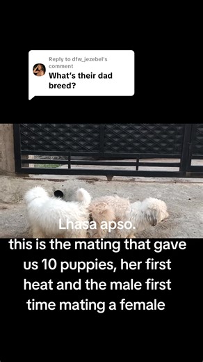 Lhasa Apso Puppy Mating Experience: Welcome 10 New Puppies