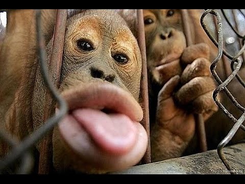 10 Melhores Vídeos Mais Engraçados Do Macaco 2015