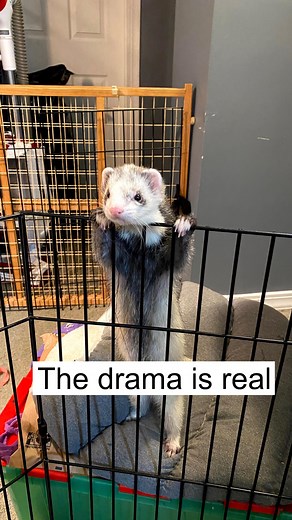 Ferrets are by far the most dramatic animals I’ve ever owned. They pout when they don’t get what they want and they 10000 percent have me wrapped around their tiny little paws 🥰 . . I also want to mention there are times when a ferret may lay down like mine did in this video not because they’re being dramatic but because they’re tired. If you notice a change in your ferrets energy level or they seem to get tired more quickly than normal while playing or in general, you may want to have them che