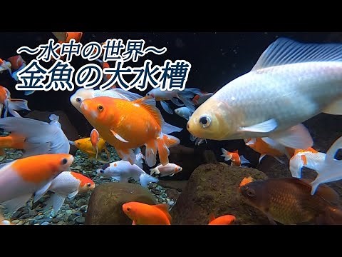 水中を優雅に泳ぐ金魚たち【足立区生物園】