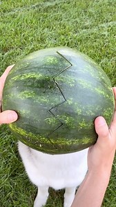 One in a melon! 🍉 Video credit: 2husketeers/ig | Northern Exposure Siberian Husky Rescue